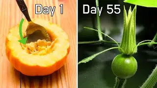 Growing Pumpkin Seedling from Seeds 55 Day Timelapse