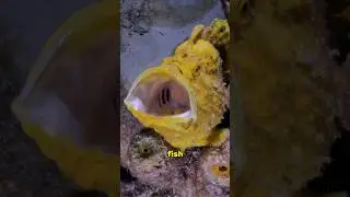 You don't expect a mouth like this 😱