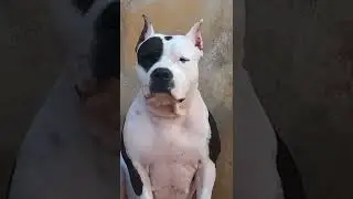 #_Pitbull black and white dog_#