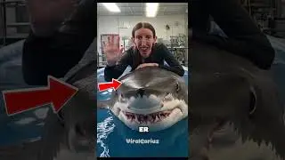 Die 5 Tiere mit den st&auml;rksten Bissen der Welt 🐊🦈