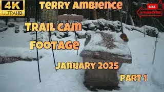4k Trail Camera Footage January 2026 Part 1