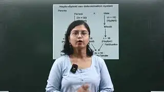 Understanding the Haplo-Diploid Sex Determination System! 🧬
