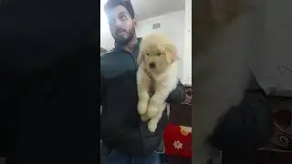 8481012479☎️ | Golden Retriever Puppy ❤️ 🔥 | Serampore Pet Market