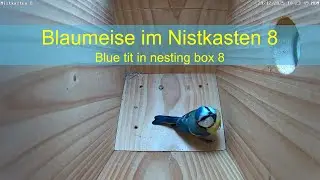 29.12.20225: Blaumeise im Nistkasten 8 - Blue tit in nesting box 8