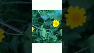 Yellow Grass Flower #shorts