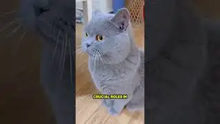 How Long Do Cats Live? Average Lifespan Explained by Science