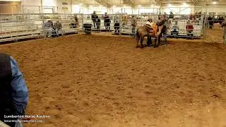 Lumberton Horse & Tack Auction