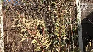 Assessing the destruction caused to my bottlebrush ( Callistemon ) by the pre Christmas freeze 🥶