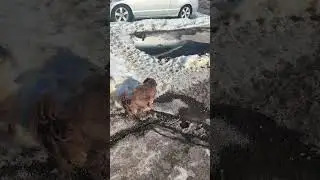 Scooby meets up with Wilson while heading outside 