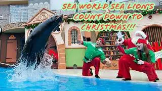 Sea Lion's FULL Performance at Sea World