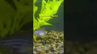 Easiest Fish to Breed: Zebra Danios  🐠 #zebradanio #shorts