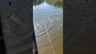 Дуплет( рибалка, короп скаженіє) #fishing #спінінг #karp #carpfishing #carp #рыбалка #fish #lake