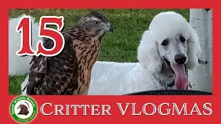 Crittter VLOGMAS #15 | Cody the Frisbee Ambassador! And catching up with Martin's Mystery Numbers!