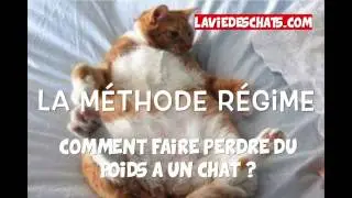 comment faire maigrir un chat - Partie 2 sur 2