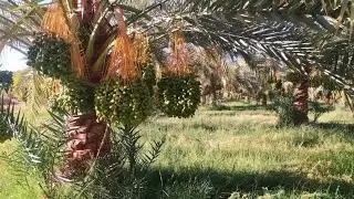٥٥ فدان مزروعة🌴 وكهرباء حكومة ورق سليم 💯 في وسط القرية