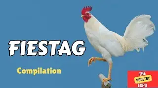 FIESTAG COMPILATION