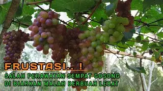 FRUSTASI! DIRAWAT MALAH GOSONG DI BIARKAN MALAM BERBUAH LEBAT