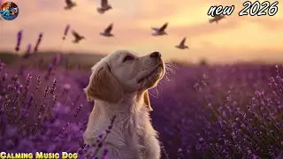 12h Ultimate Dog Relaxation Music💤🐶Tones to Calm Anxiety & Stress Separation💖Dog Calming Music Sleep