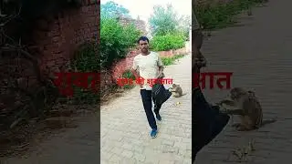 #manki2#hanumanji #mankey #sewa