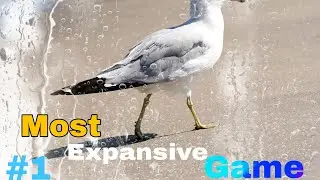 Most Expansive Game
