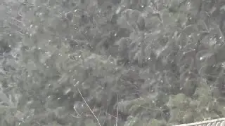 Could our deep freeze this weekend cause &lsquo;exploding trees&rsquo;?