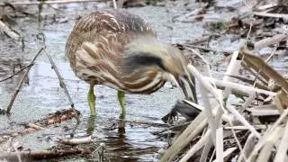 American Bittern Catching and Eating Bullfrog