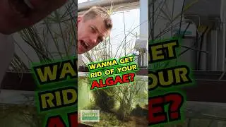 Wanna Get Rid Of Your Algae?