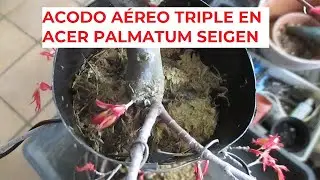 ACODO AÉREO TRIPLE EN ARCE PALMATUM JAPONÉS (ACER PALMATUM SEIGEN) ֍ CÓMO HACER BONSÁI
