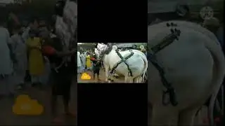 Ruok ff cow be like#short CONFIGURATION PEREECT ParaSAMSUNGA3,A5,A6,A7,J2,J5,J7,S5,S6,S7,S9,A10,A20,