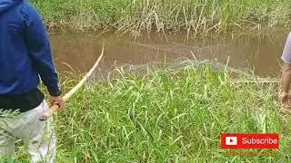 IKAN TEMBAKANG//SINGKEK//PAGI PAGI SUDAH BRUTAL