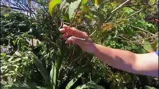Hamelia patens Coralillo especie vegetal para la restauraci&oacute;n de sistemas riparios