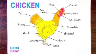 Parts Of The Chicken Drawing | How To Draw A Chicken