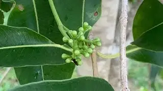 Airlayer Jamun/ Jam tree got flowers in 2 years, Florida.