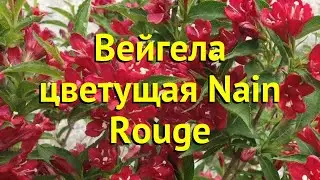 Вейгела цветущая Неин Руж. Краткий обзор, описание характеристик weigela florida Nain Rouge