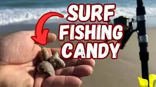 I Found This Bait And Caught Florida's Favorite Beach Fish. Wintertime Surf Fishing.