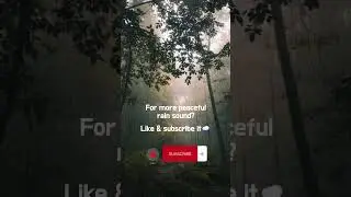 Soft Rain and Forest Tranquility