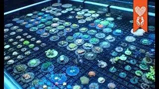 New Frag Rack Design and New Corals