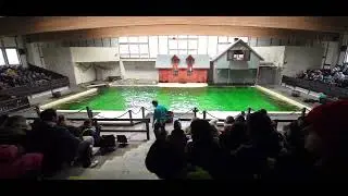 Allwetterzoo Münster Robbenhaven Robben Show 2023