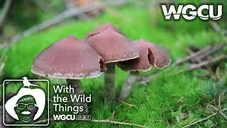 Mushrooms | With The Wild Things feat. Dr. Jerry Jackson