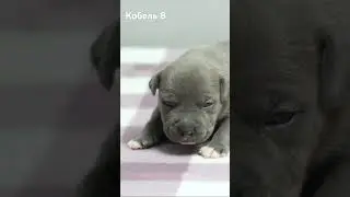 Документы : РКФ . Чистый от атаксии. Цена 120000. Писать Ватсап 89774808900 Тамара #стаффорд #аст