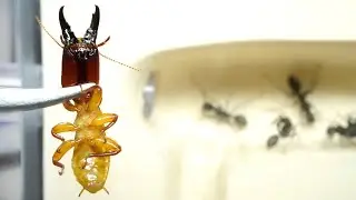 アリの巣に「世界最強のシロアリ」を入れると&hellip;