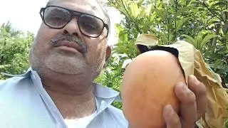 Tommy Atkins mango 🥭 7075858499_7095858499 plant's available