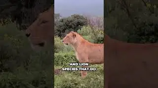 When Tigers and Lions Clash in India