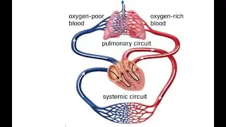 Single Circuit Circulation| Area Of Science