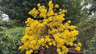 Xem lại cây mai ông chú lãi lá bao nhiêu ngày mới rộ và nút cây đã lãi lá 8 ngày 5/11/2025