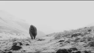latest Yeti Sightings and Discoveries | Myth or Reality?| In Search of the Abominable Snowman