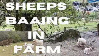 Sheep's | Countryside Living | Sheep's Baaing | Many sheep farms along country side | Farming Side