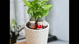 Miniature Garden - Celebrate Years Of Togetherness With Dada - Dadi Garden | nurserylive