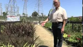 How to care for and Maintain Phormium with Village Nurseries