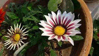 Instant Flower Booster Fertilizer || Easy to Make Flower Booster for Winter Flowers